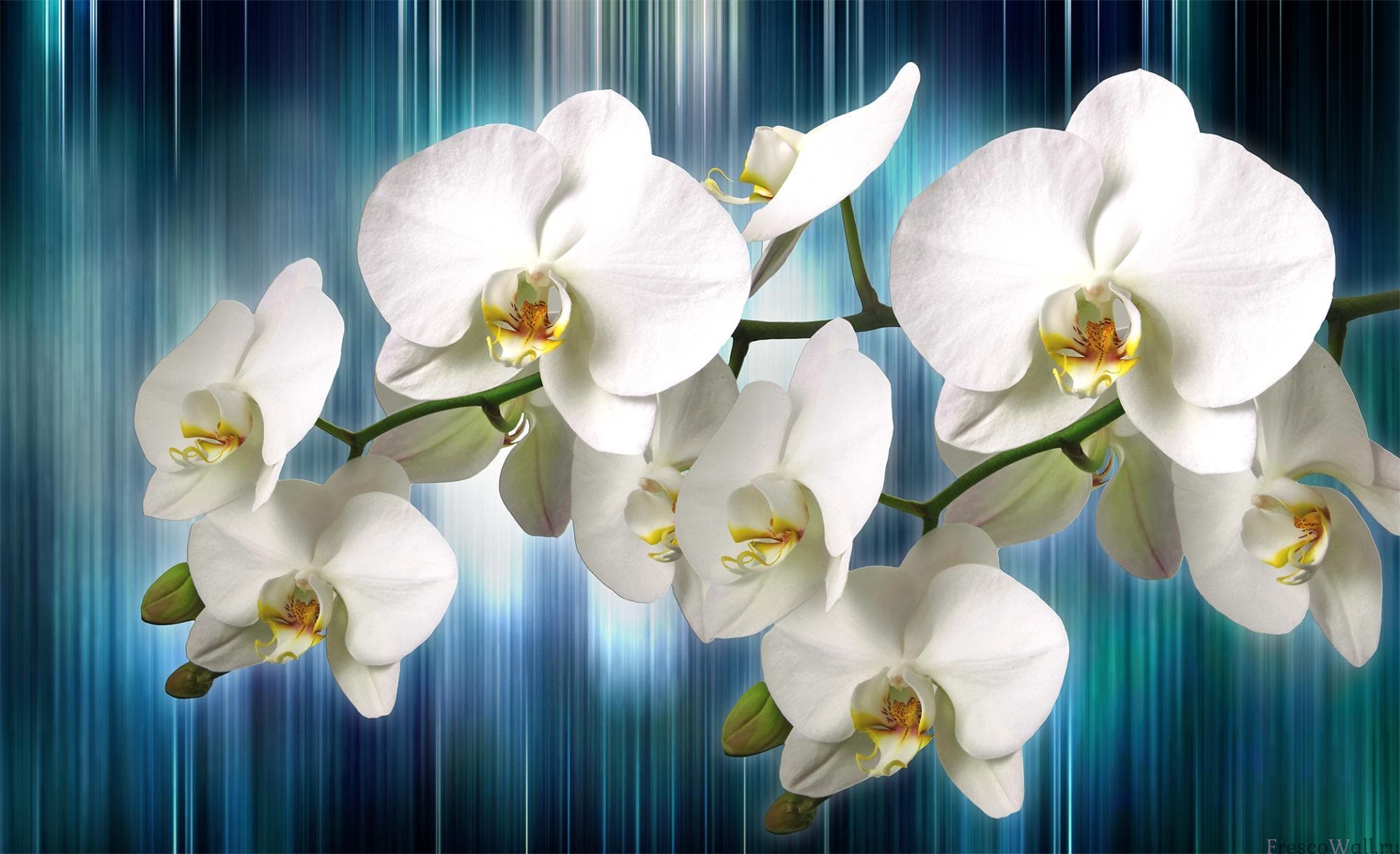 Веточка белая Орхидея